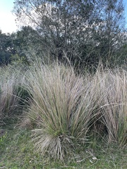Coleataenia prionitis