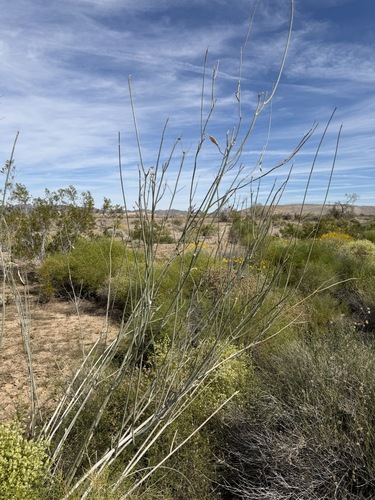 Asclepias albicans