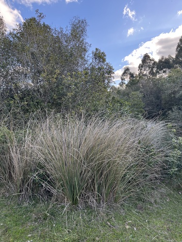 Coleataenia prionitis, photograph 2