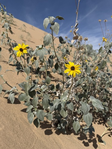 Helianthus niveus, photograph 2