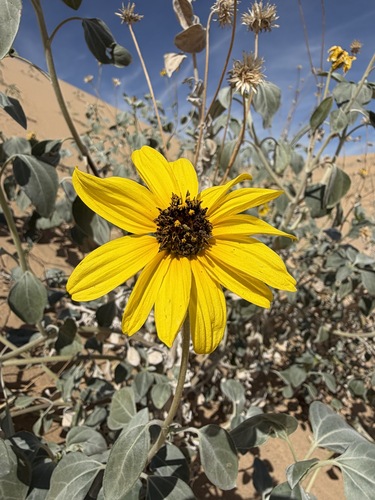 Helianthus niveus