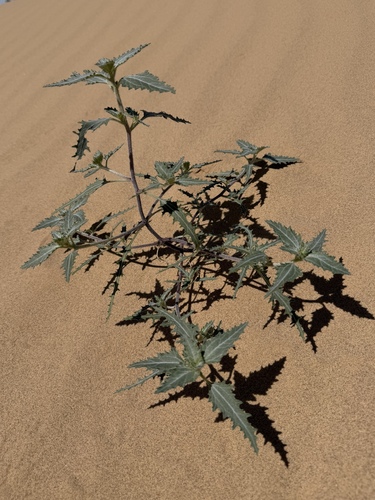 Dicoria canescens, photograph 3