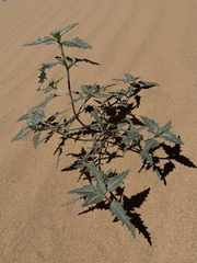 Dicoria canescens, photograph (c) Matt Berger, some rights reserved (CC BY)