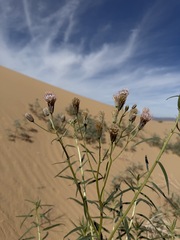Palafoxia arida, photograph (c) Matt Berger, some rights reserved (CC BY)