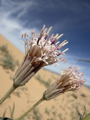 Palafoxia arida, photograph (c) Matt Berger, some rights reserved (CC BY)