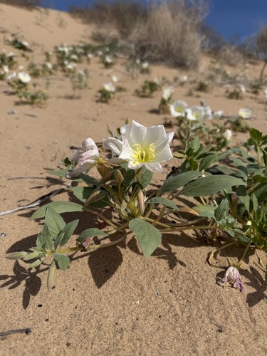 Oenothera deltoides