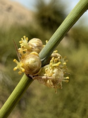 Ephedra trifurca, photograph (c) Matt Berger, some rights reserved (CC BY)