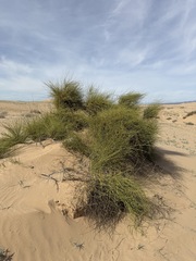 Ephedra trifurca