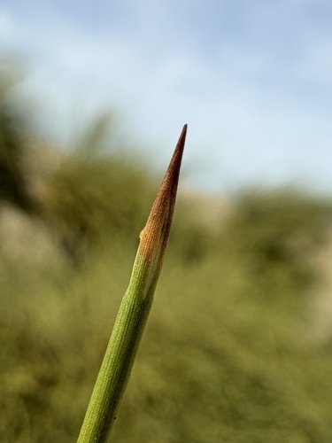 Ephedra trifurca, photograph 5