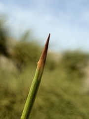 Ephedra trifurca, photograph (c) Matt Berger, some rights reserved (CC BY)
