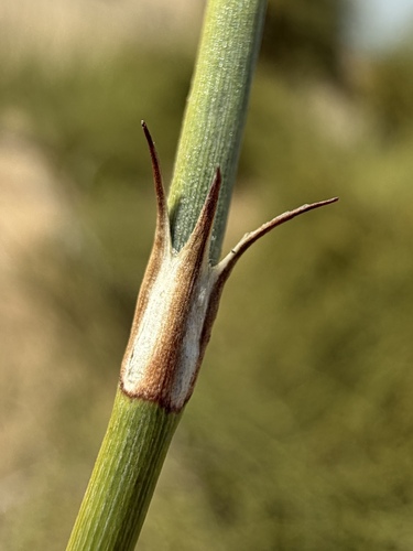 Ephedra trifurca, photograph 4