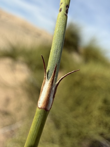 Ephedra trifurca, photograph 3