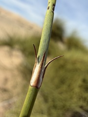 Ephedra trifurca, photograph (c) Matt Berger, some rights reserved (CC BY)