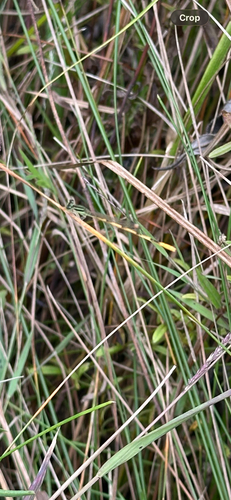 Citrine Forktail