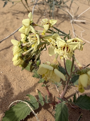 Chylismia claviformis, photograph 1