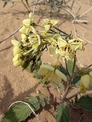 Chylismia claviformis