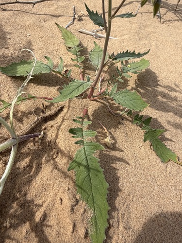 Chylismia claviformis, photograph 3