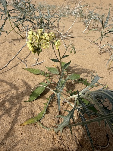 Chylismia claviformis, photograph 4