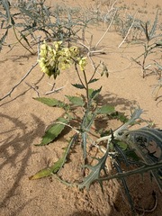 Chylismia claviformis, photograph (c) Matt Berger, some rights reserved (CC BY)