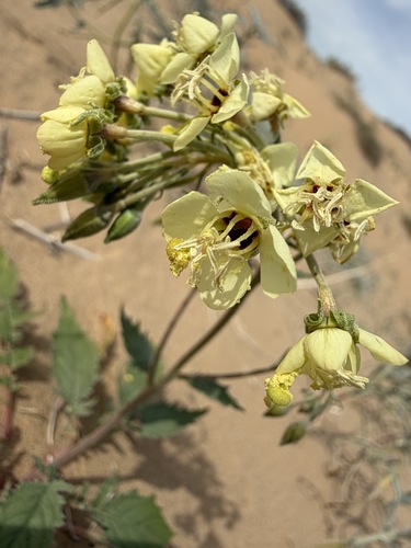 Chylismia claviformis, photograph 2