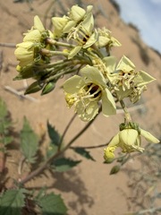 Chylismia claviformis, photograph (c) Matt Berger, some rights reserved (CC BY)