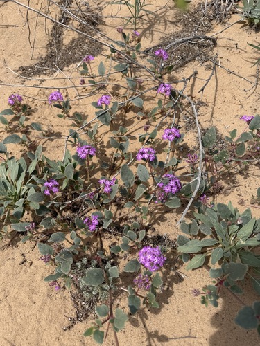 Abronia villosa