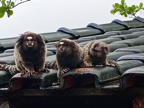 Black-tufted-ear Marmoset