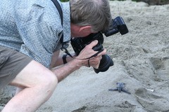Dermochelys coriacea