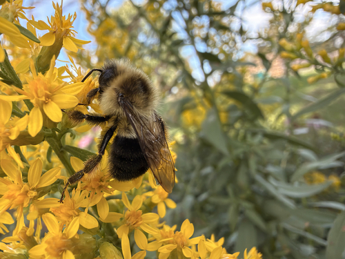 Common Eastern Bumble Bee