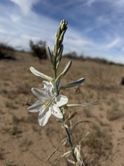 Hesperocallis undulata, photograph (c) Matt Berger, some rights reserved (CC BY)
