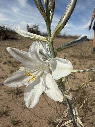 Hesperocallis undulata, photograph 1