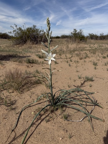 Hesperocallis undulata, photograph 2