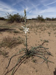 Hesperocallis undulata, photograph (c) Matt Berger, some rights reserved (CC BY)