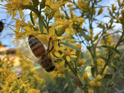 Western Honey Bee