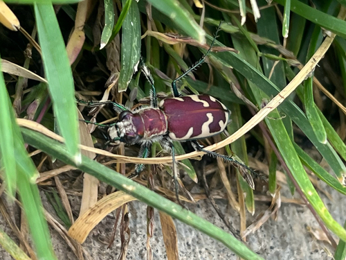 Big Sand Tiger Beetle