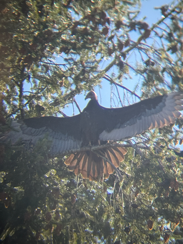 Turkey Vulture