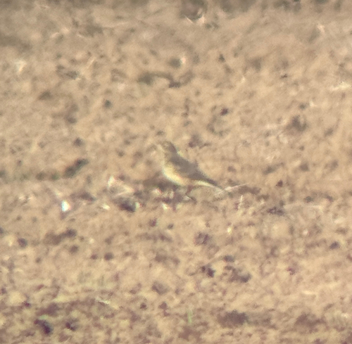 American Pipit