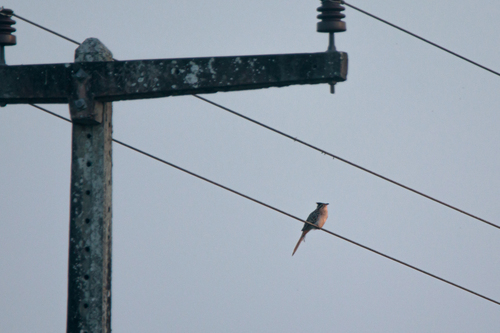 Striped Cuckoo