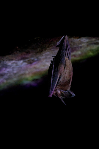 Tomes's Sword-nosed Bat