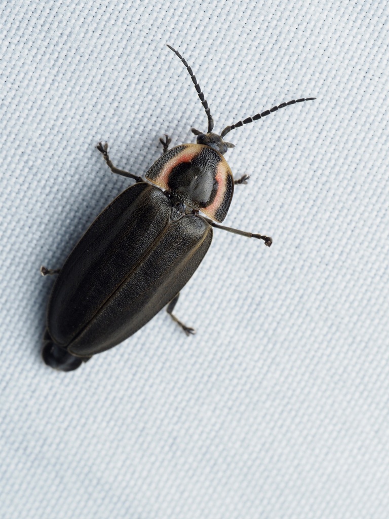How a Firefly Sighting Becomes Science