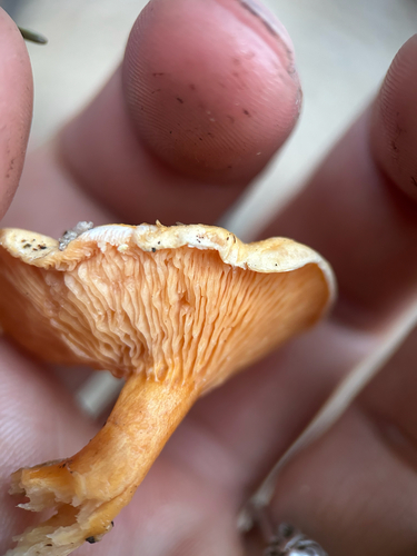 False Chanterelle