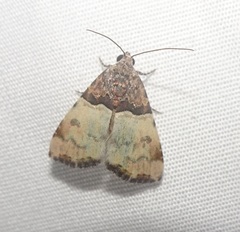 Cobubatha dividua