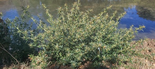 spiny cocklebur