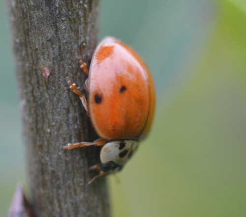 Asian Lady Beetle