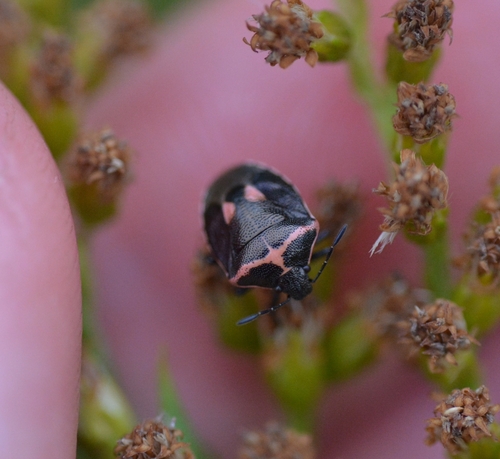 Twice-stabbed Stink Bug