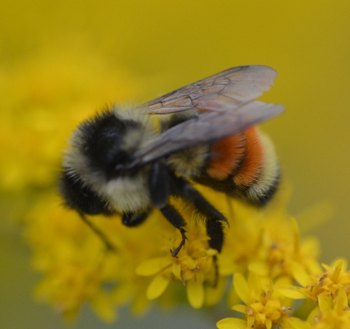 Tricolored Bumble Bee
