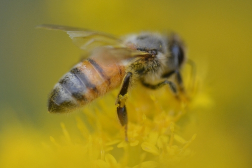 Western Honey Bee