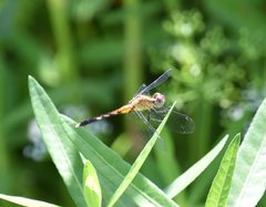 Erythrodiplax minuscula
