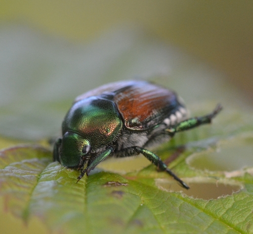 Japanese Beetle