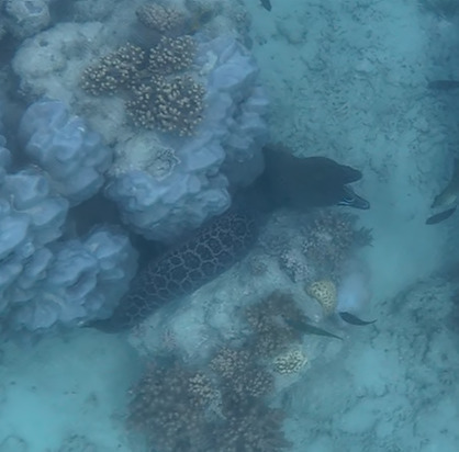 Giant Moray